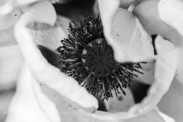 Черно Белая Фотография Центре Макового Цветка Крупным Планом — стоковое фото
