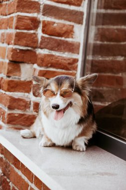 Tuğla bir duvarın arkasında pembe gözlüklü Corgi