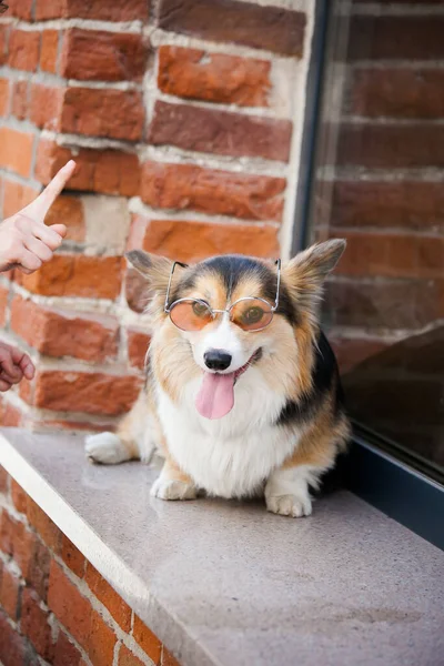 Corgi Rózsaszín Szemüvegben Háttérben Egy Téglafal — Stock Fotó