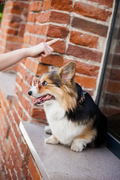 Corgi Rózsaszín Szemüvegben Háttérben Egy Téglafal — Stock Fotó