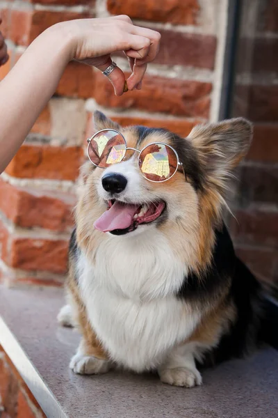 Corgi Ροζ Γυαλιά Στο Φόντο Ενός Τοίχου Από Τούβλα — Φωτογραφία Αρχείου