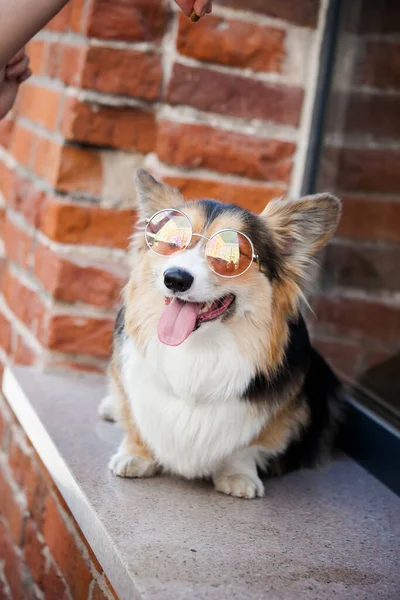 Corgi Gafas Color Rosa Fondo Una Pared Ladrillo —  Fotos de Stock