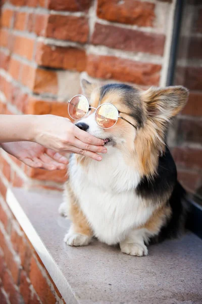 Corgi Rosa Brille Auf Dem Hintergrund Einer Ziegelwand — Stockfoto