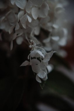 Beyaz ortanca fotoğraf, koyu renkli ve sade bir tonda.
