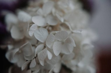 Beyaz ortanca fotoğraf, koyu renkli ve sade bir tonda.