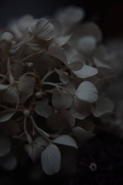 Beyaz ortanca fotoğraf, koyu renkli ve sade bir tonda.