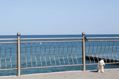 Güneşli bir günde, deniz kenarında gezinti güvertesinde tasmalı küçük beyaz bir köpek.