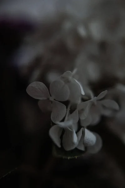 Λευκή Hydrangea Φωτογραφία Στο Σκοτεινό Στυλ Ένα Χαμηλό Κλειδί — Φωτογραφία Αρχείου
