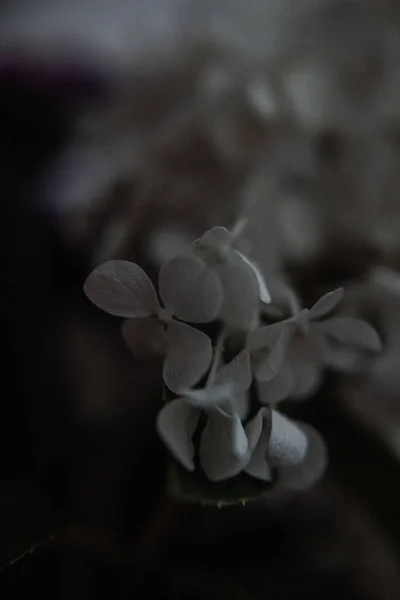 White Hydrangea Photography Dark Style Low Key — Stock Photo, Image