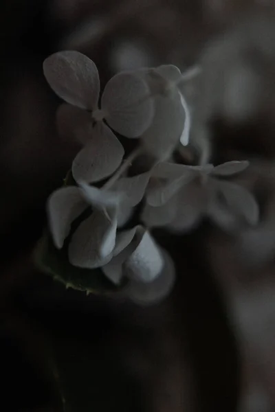 Λευκή Hydrangea Φωτογραφία Στο Σκοτεινό Στυλ Ένα Χαμηλό Κλειδί — Φωτογραφία Αρχείου