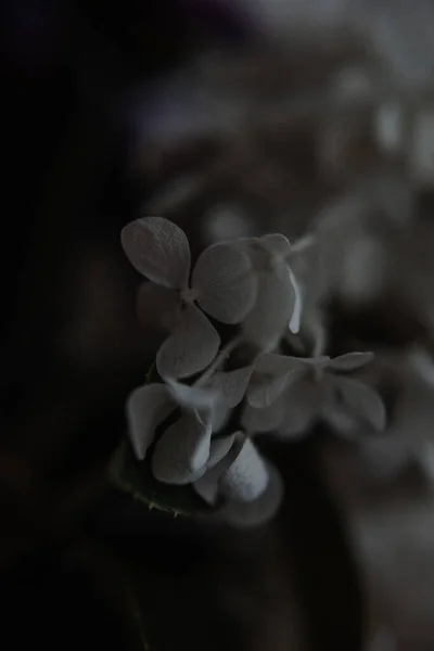 Λευκή Hydrangea Φωτογραφία Στο Σκοτεινό Στυλ Ένα Χαμηλό Κλειδί — Φωτογραφία Αρχείου