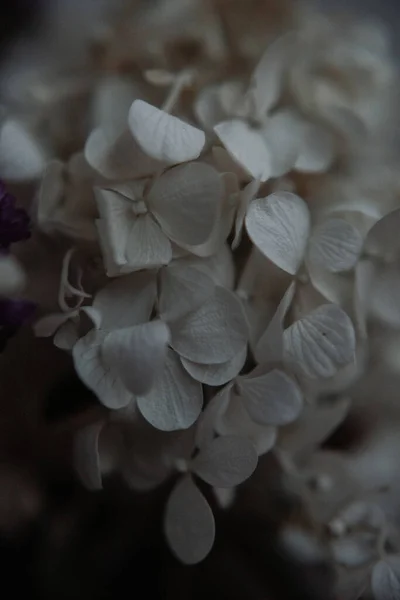 Weiße Hortensien Fotografie Dunklen Stil Einem Zurückhaltenden — Stockfoto