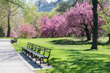 Bahar manzara Central Park, New York, ABD