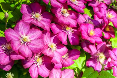 güzel brigth mor akasma çiçekler