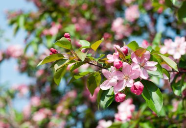 çiçek açması elma ağacının dalını