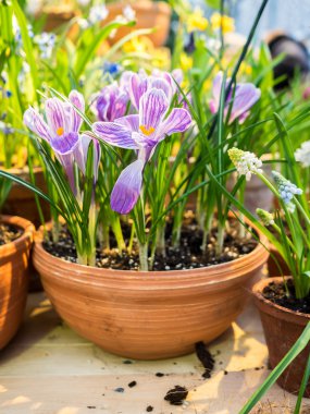 toprak kap bitkisi çiçeği bahar