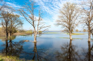 Bahar manzara ağaçlar su basmış