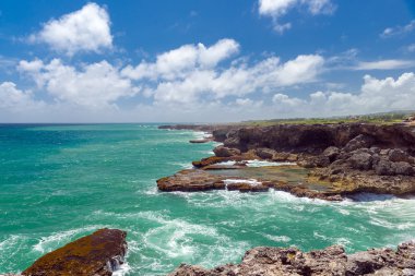 Atlantik Okyanusu ve ada Barbados (hayvan çiçek Bay Kuzey noktası buzlu)