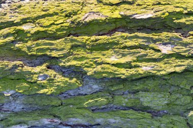 Ağaç kabuğu ile liken