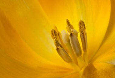 ayrıntı Sarı Lale görünümünü kapat