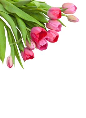 Beyaz köşede Pembe Laleler