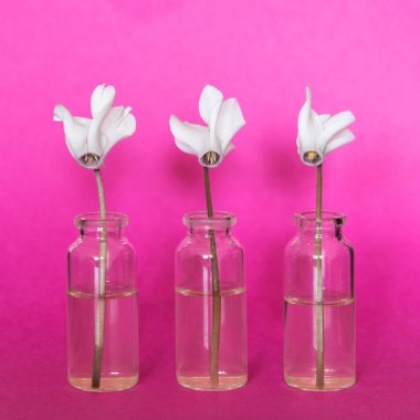 pembe bir arka plan üzerinde küçük şişelerde taze beyaz çiçekler