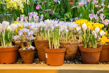 toprak kap bitkisi çiçeği bahar