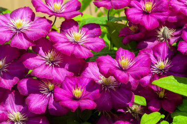 beautiful brigth purple clematis flowers clipart