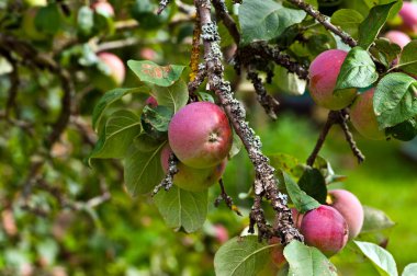 Elma dalında kırmızı elmalar