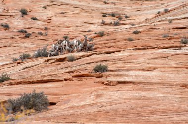 Bighorn koyun kırmızı buzlu Zion National Park