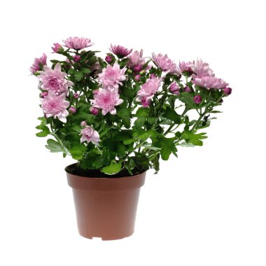 Tencerede Kasımpatı çiçeği