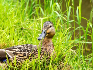 taze ot içinde kadın ördek yakın çekim