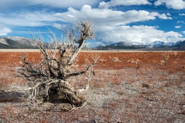 Sierra Nevada Dağları'nın arka plan ile solmuş sahada ölü ağaçlar