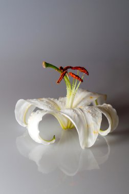 gri arka plan üzerinde Lily çiçek