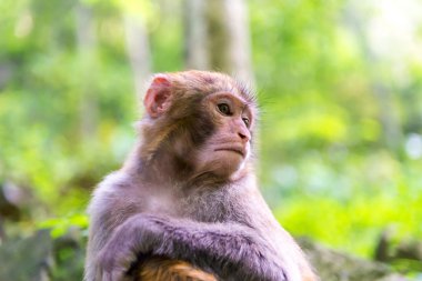 Maymun Çin doğal orman