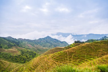 rice terraces landscape in may (village Dazhai, Guangxi province, China) clipart