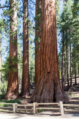 Sequoia Ulusal Ormanı California Sierra Nevada dağlarında