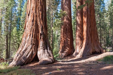 Sequoia Ulusal Ormanı California Sierra Nevada dağlarında