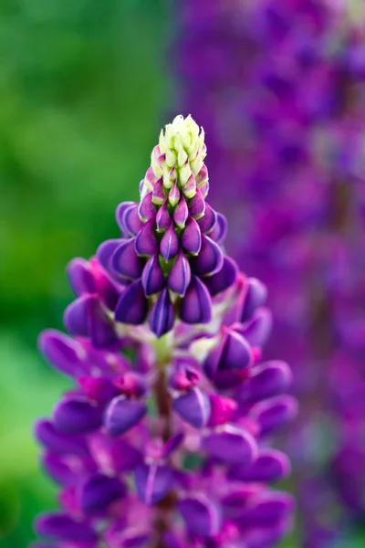 Lupin púrpura de cerca — Foto de Stock