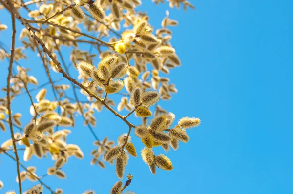 Ramas florecientes de primavera de sauce sobre fondo de cielo azul — Foto de Stock