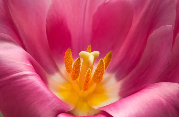 Розовый тюльпан крупным планом — стоковое фото