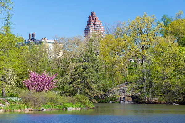 Jarní krajina v Central parku, New York, Usa — Stock fotografie