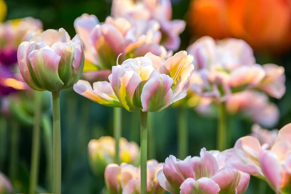 Цветы тюльпана в солнечный весенний день — стоковое фото
