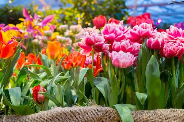 Цветы тюльпана в солнечный весенний день — стоковое фото