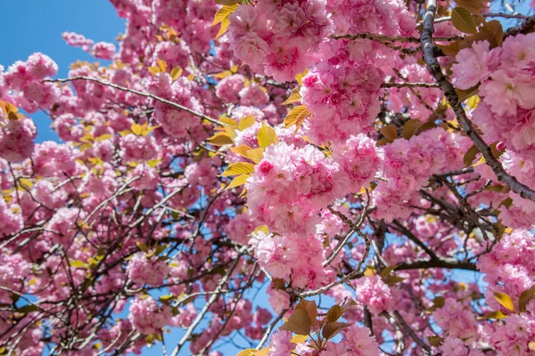 Flor de cerezo rosa en primavera — Foto de Stock