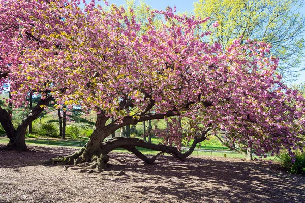 Árbol floreciente de primavera en el Parque Central, Nueva York — Foto de Stock