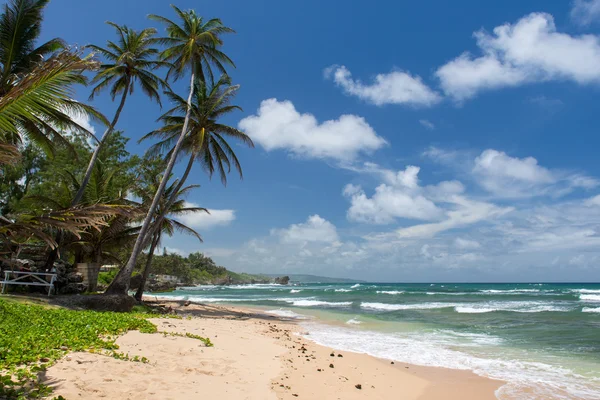 Playa tropical en la isla caribeña — Foto de Stock