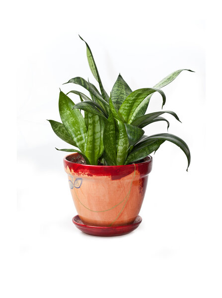 Home plant in flowerpot