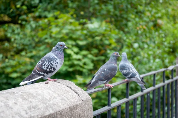 Pigeons sitting on a railing — Stock Photo, Image