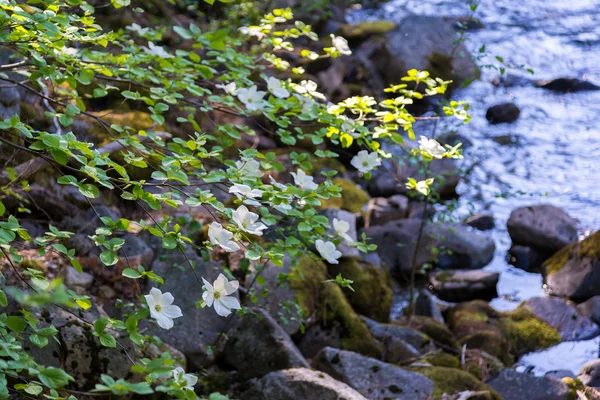 Hartriegel mit Blüten in der Nähe des Flusses im Frühling — Stockfoto